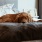 Cute dog on a bed