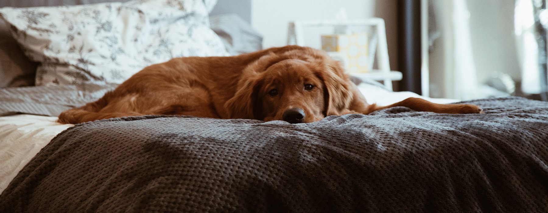 Pet friendly living at Boulevard at 3200